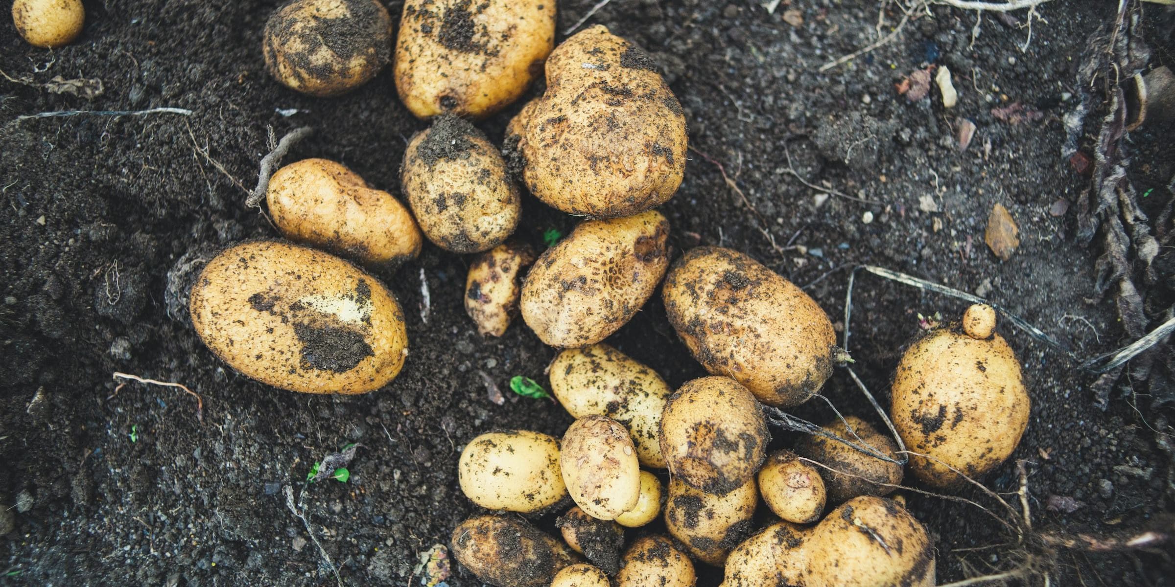 Virus-free seed potato tubers produced at NIGAB tissue culture lab
