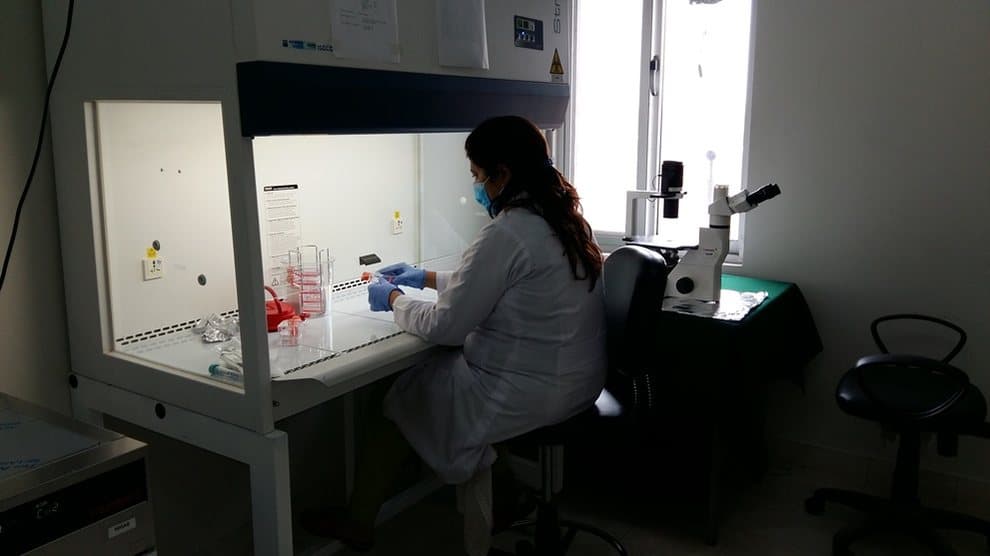 Researcher working at a biosafety cabinet in the cell culture laboratory