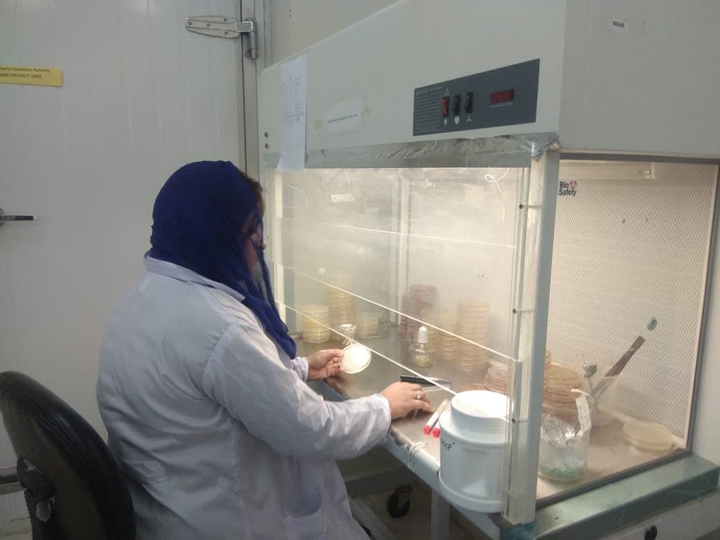 Researcher working at a laminar flow cabinet in the animal probiotics laboratory
